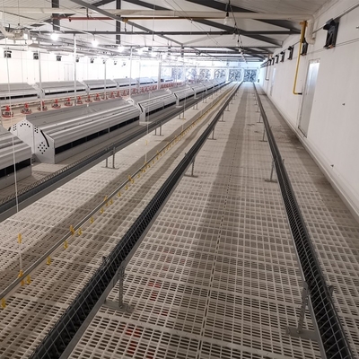 Farming Equipment Poultry Pan Feeding System Automatic Breeder Parent Chicken Drinking