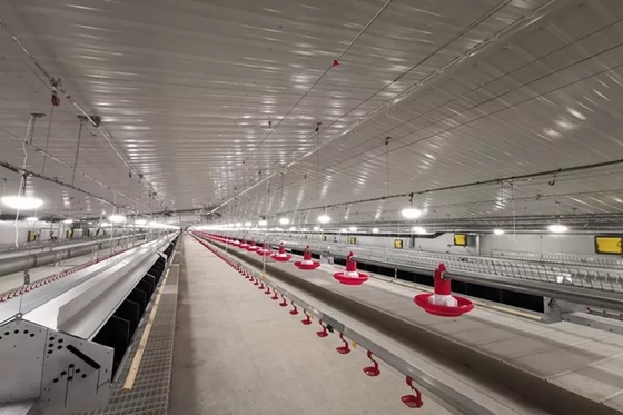 Farming Equipment Poultry Pan Feeding System Automatic Breeder Parent Chicken Drinking