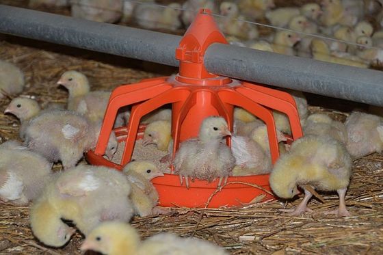 PVC Poultry Farm Equipment