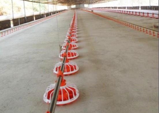 20 Birds/M² 300g Automatic Pan Feeding System