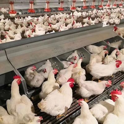 Broiler Automatic Feeder Chain Feeding System Poultry