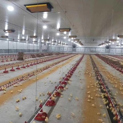 Broiler Automatic Feeder Chain Feeding System Poultry