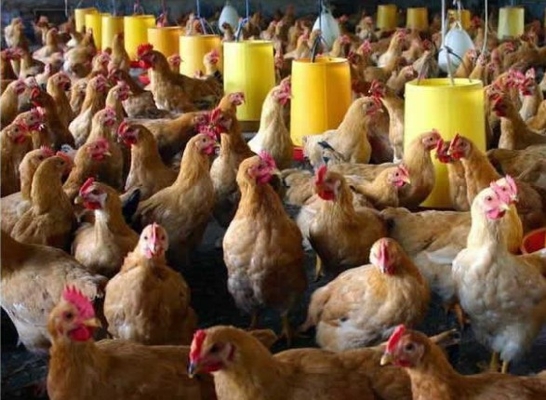 Automatic Feeding Chicken Nipple Drinker System Ground Breeding