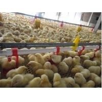 Hühnergeflügel-automatische Pan Feeding System Nipple Drinking-Linie
