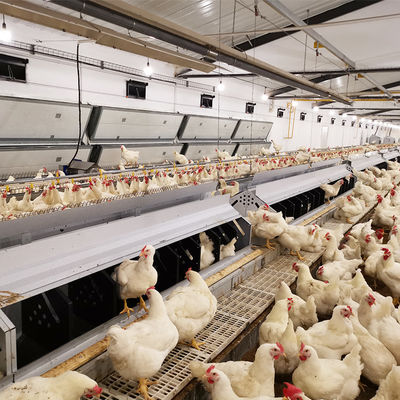 Geflügelfarmen Pan Feeder System Chicken Breeding