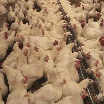 Hühnerhaus-Handelsgeflügel-Ausrüstungs-Boden-Züchtungs-Brüter-System für Bratrost