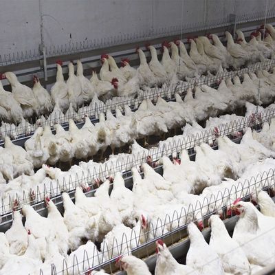 Landwirtschaftliche Maschine-Geflügel-Pan Feeding System Automatic Breeder-Elternteil-Hühnertrinken